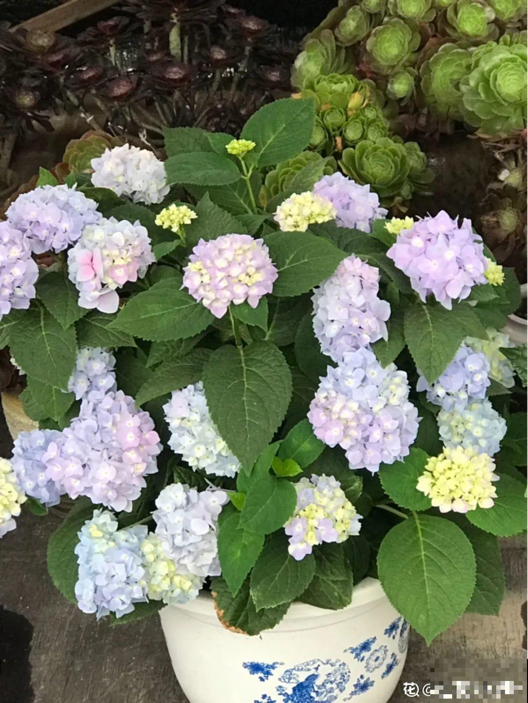 家里这些花适合用小盆，少浇水、控一控，2年就能变老桩！