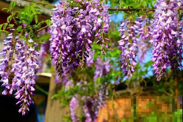 中国8大古树，历经千年不倒，最老一棵4000岁！