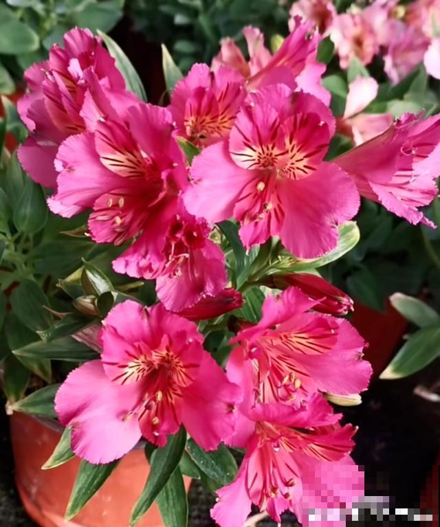 百合花品种那么多,这些中国原生百合,你见过几种? 百合花品种那么多,这些中国原生百合,你见过几种?