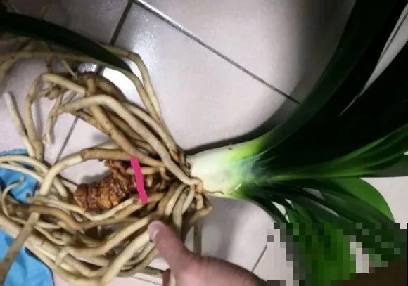 30年的君子兰,长出粗壮大老桩,砍还是不砍? 30年的君子兰,长出粗壮大老桩,砍还是不砍?