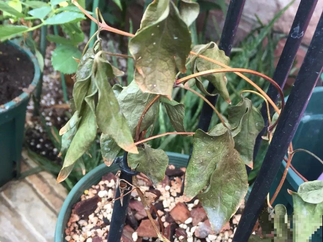 20种花,夏天要休眠,一浇水就死! 20种花,夏天要休眠,一浇水就死!