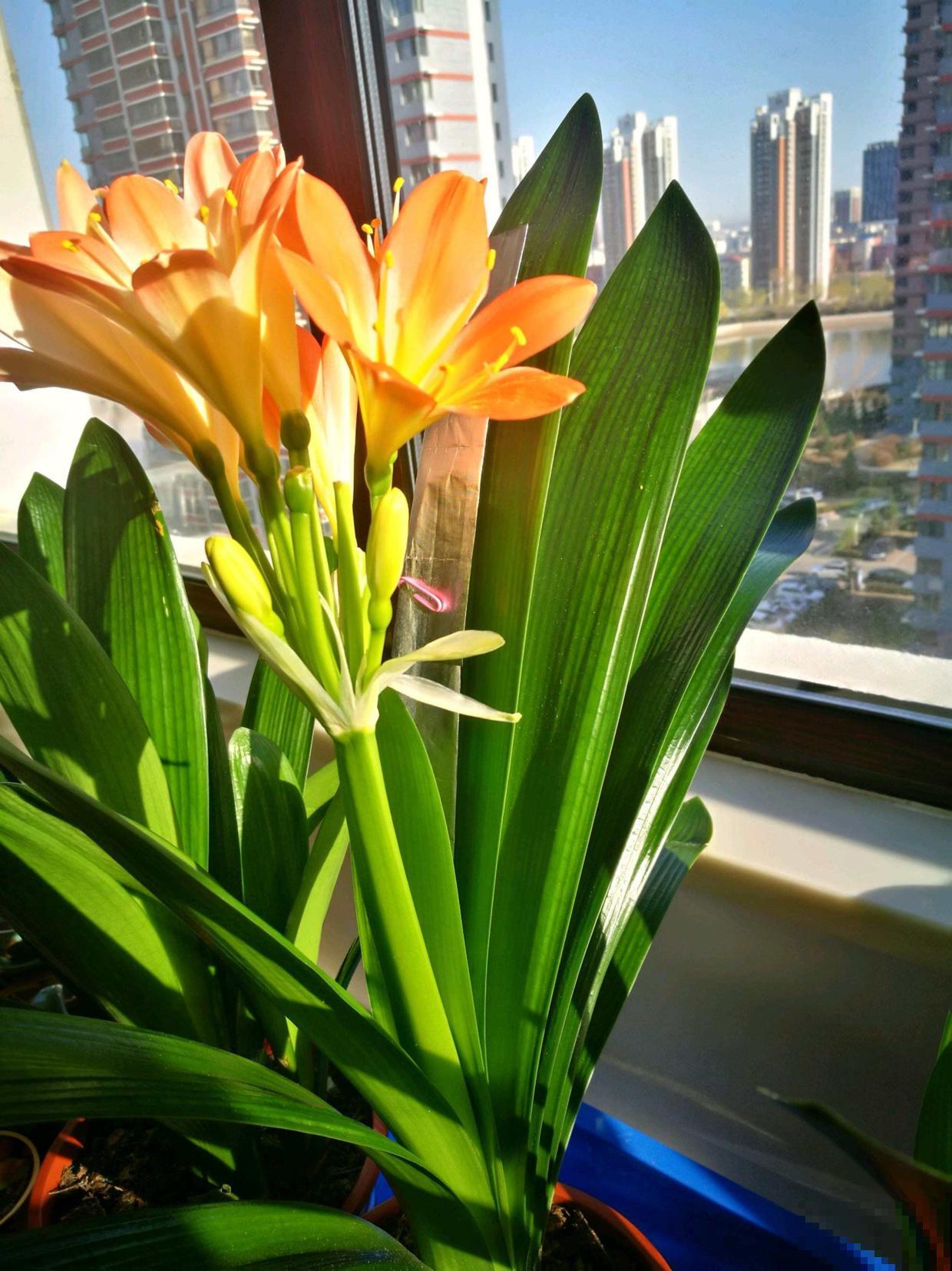 君子兰夹箭不开花,找根棉签擦一下,花箭立马钻出来! 君子兰夹箭不开花,找根棉签擦一下,花箭立马钻出来!