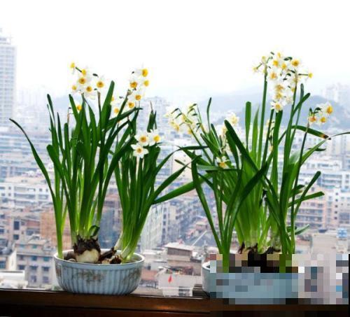 5种植物花粉有毒，不要摘下来闻，对身体不好！