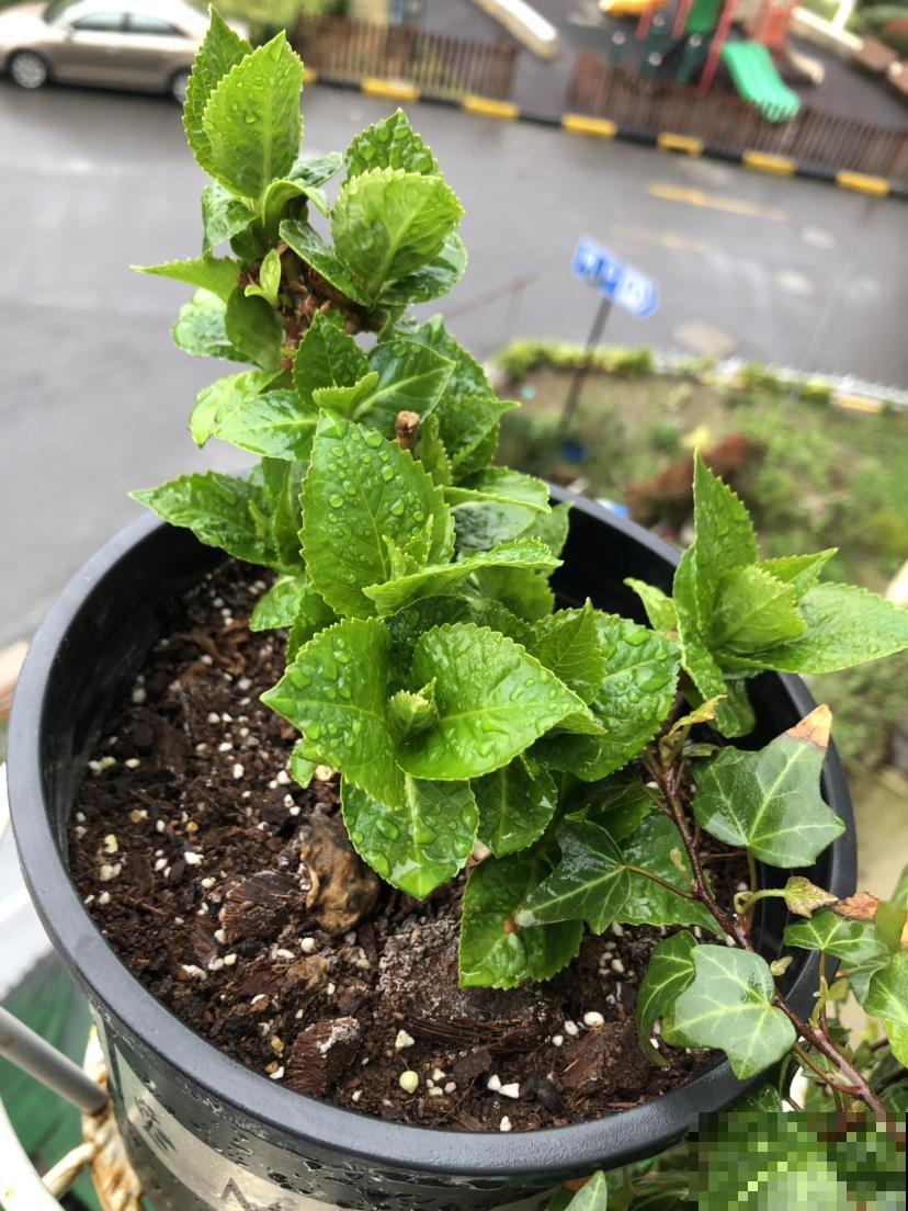 家里的花莫名其妙黄叶干枯，其实是想吃酸了，不然会死掉！