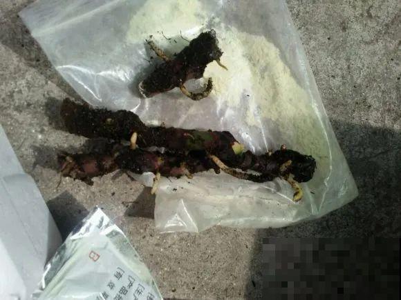 虎皮兰,红掌,吊兰养成老桩,变成大树,真壮观! 虎皮兰,红掌,吊兰养成老桩,变成大树,真壮观!