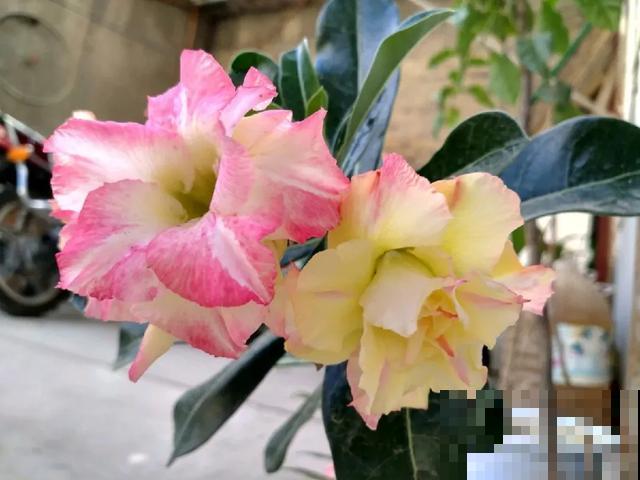 沙漠玫瑰特耐旱，大热天不浇水，也能呼呼开爆盆