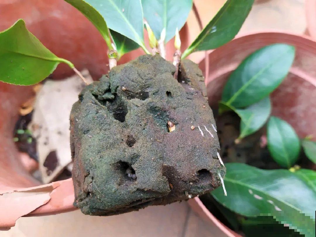 10种花,现在赶紧扦插,随便插土里就能活 10种花,现在赶紧扦插,随便插土里就能活
