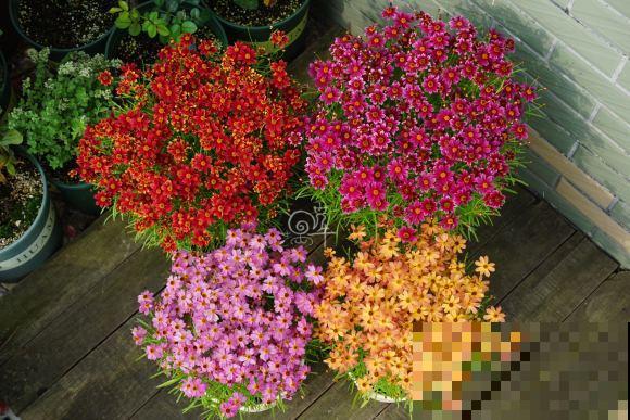 折腾不死的5种花，咋养都爆盆，连续开花3个月！