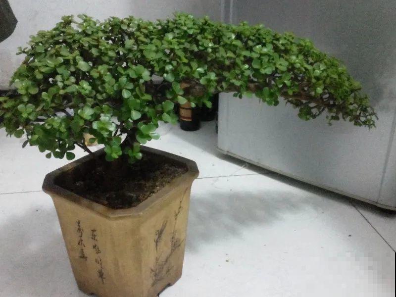 虎皮兰,红掌,吊兰养成老桩,变成大树,真壮观! 虎皮兰,红掌,吊兰养成老桩,变成大树,真壮观!