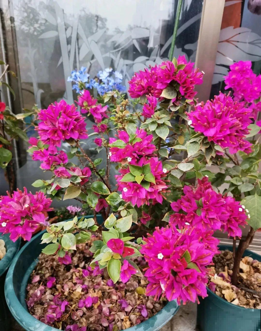 超耐热的三角梅，30℃仍然疯狂开花，爬成一面大花墙！