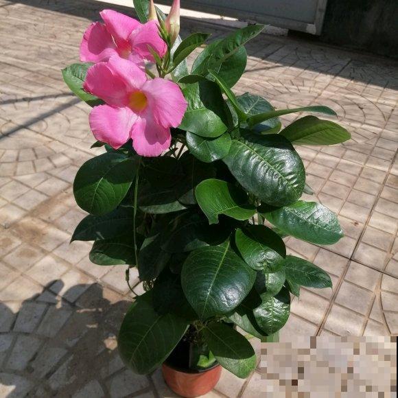 这花一开就是大半年，枝条沾土就活，种阳台长成花帘子！