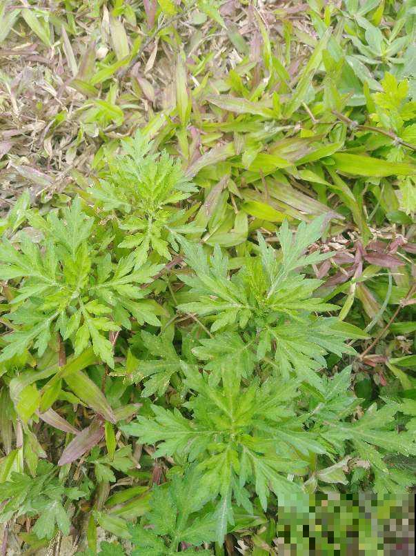 端午节的民俗,你知道哪些? 端午节的民俗,你知道哪些?