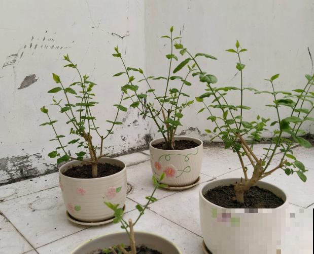 晒不死的3种花，一晒就冒花苞，一缺光就徒长！