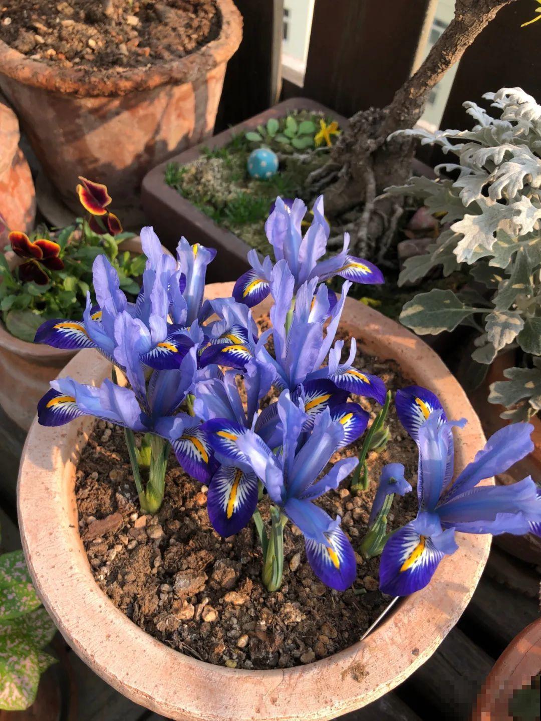 3块钱一颗的花，丢土里开花一大片，大冬天也能养！