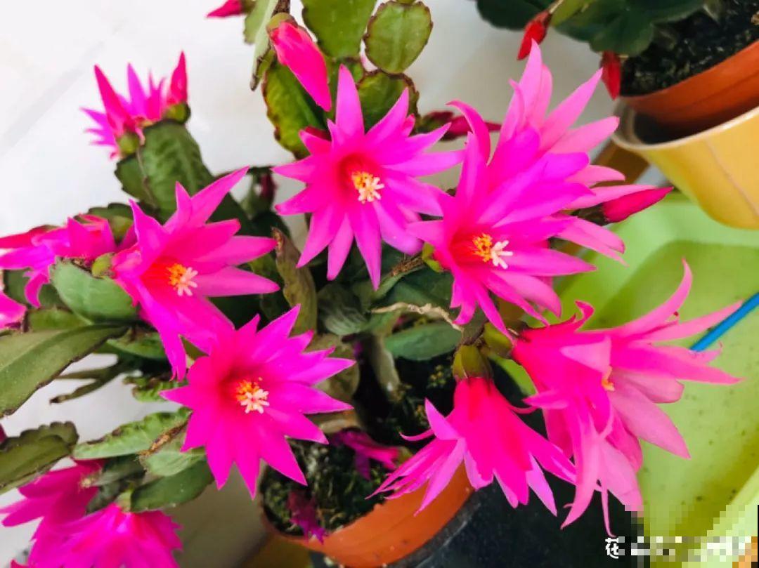 1种花，名叫假昙花，开花上百朵，美翻了