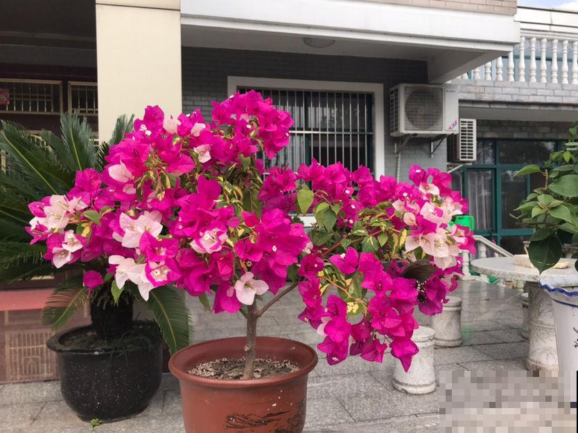 超耐热的三角梅，30℃仍然疯狂开花，爬成一面大花墙！