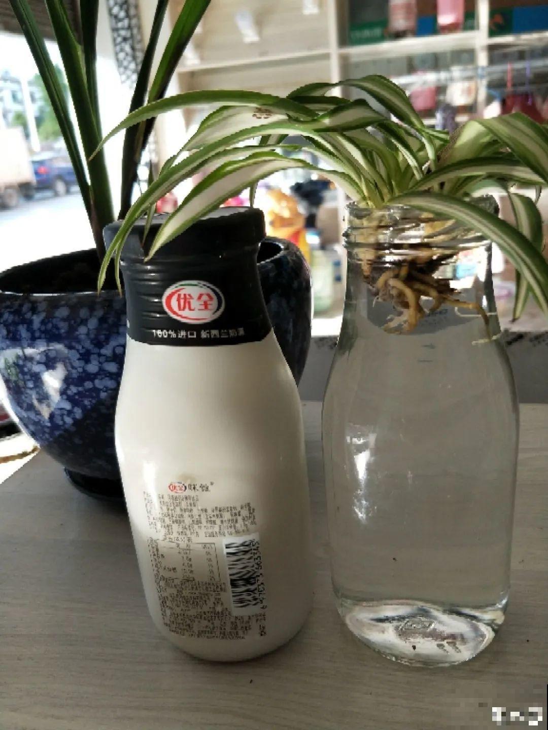 花盆里冒了小蘑菇,太吓人,赶紧丢了! 花盆里冒了小蘑菇,太吓人,赶紧丢了!