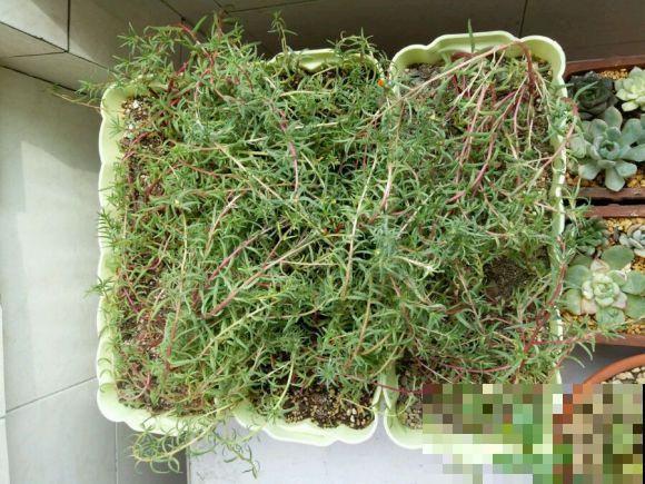 新手养花，居然养成这个样子，笑死我了