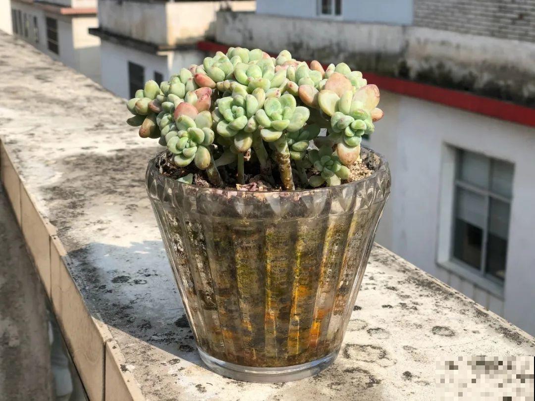 高价花盆扔一地，捡到手软，回家种花美炸了！
