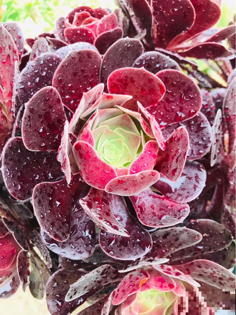 夏天极端天气下，多肉养护问题多，注意5点，多肉安然度夏