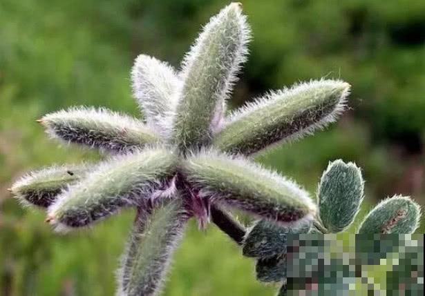 野草名叫米口袋,据说饥荒年代靠它活命,现在喂猪膘大肉肥! 野草名叫米口袋,据说饥荒年代靠它活命,现在喂猪膘大肉肥!
