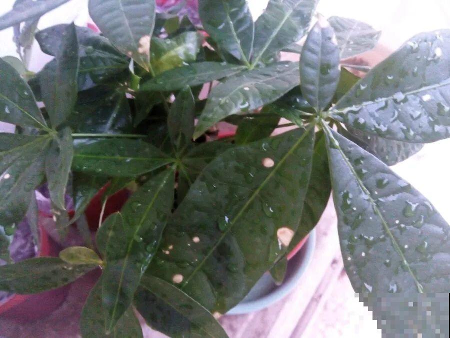 10种水有“毒”,夏天浇花,浇一盆死一盆! 10种水有“毒”,夏天浇花,浇一盆死一盆!