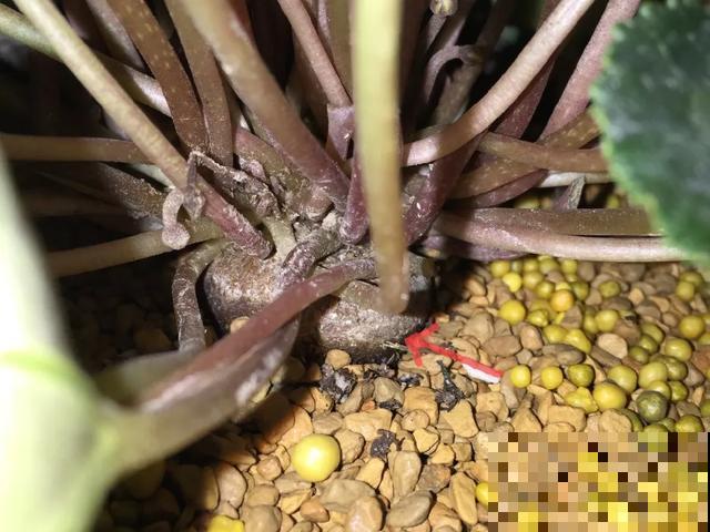 夏天潮湿闷热，一不小心花就烂根，看准时机砍掉，照样长出新叶子