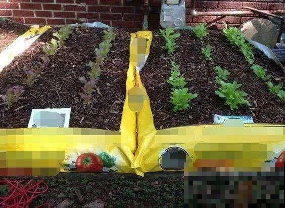 一个捡来的破麻袋,养花效果杠杠的,透气透水不再烂根! 一个捡来的破麻袋,养花效果杠杠的,透气透水不再烂根!