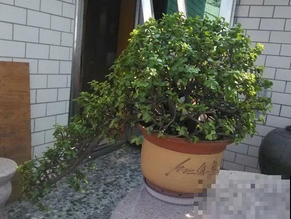 花出现黄叶打蔫，千万别扔，还能救回来！