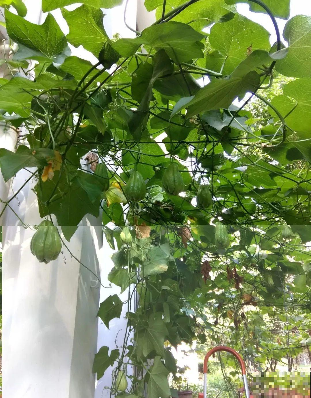 佛手瓜寓意好,家里养一棵,果子挂满枝头 佛手瓜寓意好,家里养一棵,果子挂满枝头