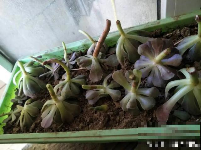 花长了“长胡须”,压土里一埋,10天就生根,特简单! 花长了“长胡须”,压土里一埋,10天就生根,特简单!