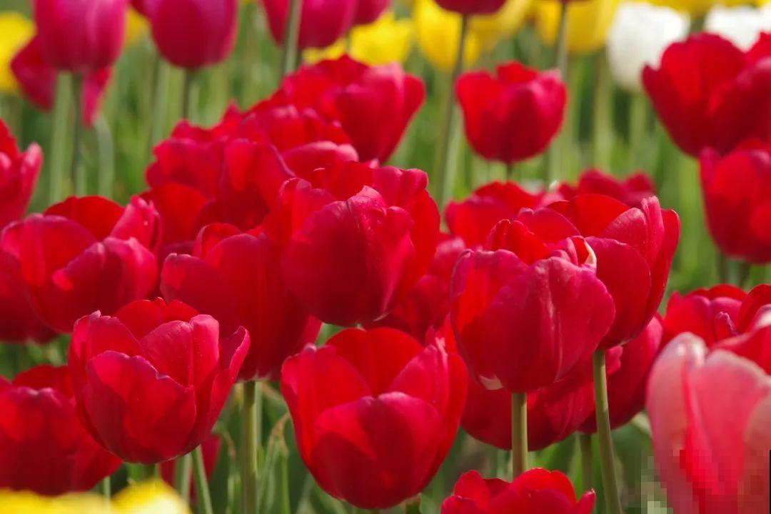 白胖的“大蒜”埋土里,1个月就开花,香味清新淡雅有格调! 白胖的“大蒜”埋土里,1个月就开花,香味清新淡雅有格调!