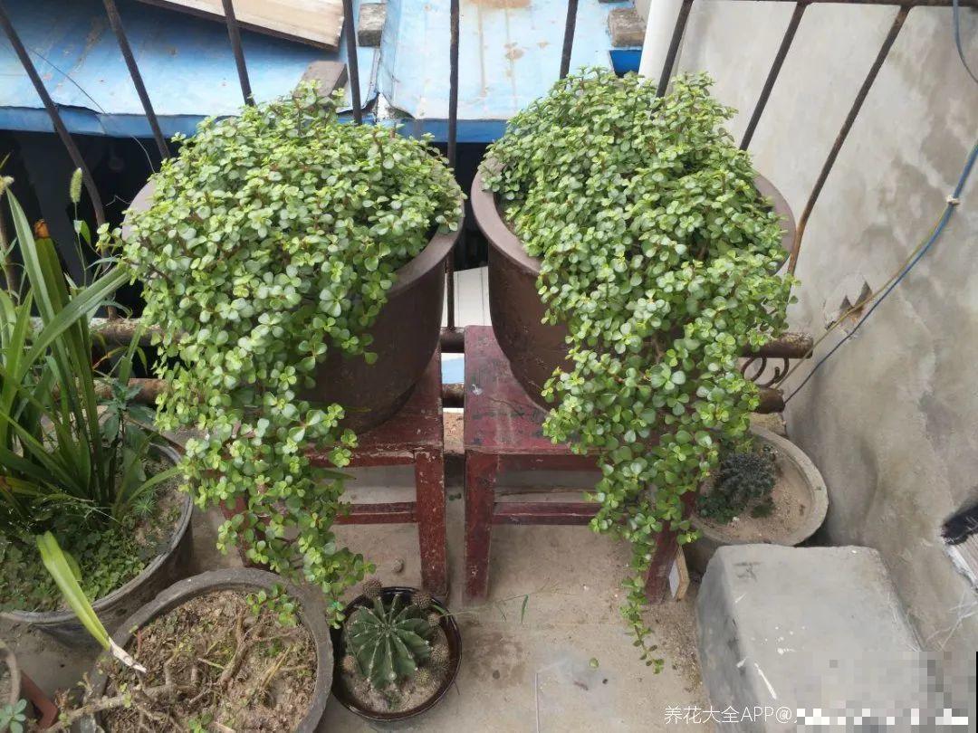 虎皮兰,红掌,吊兰养成老桩,变成大树,真壮观! 虎皮兰,红掌,吊兰养成老桩,变成大树,真壮观!