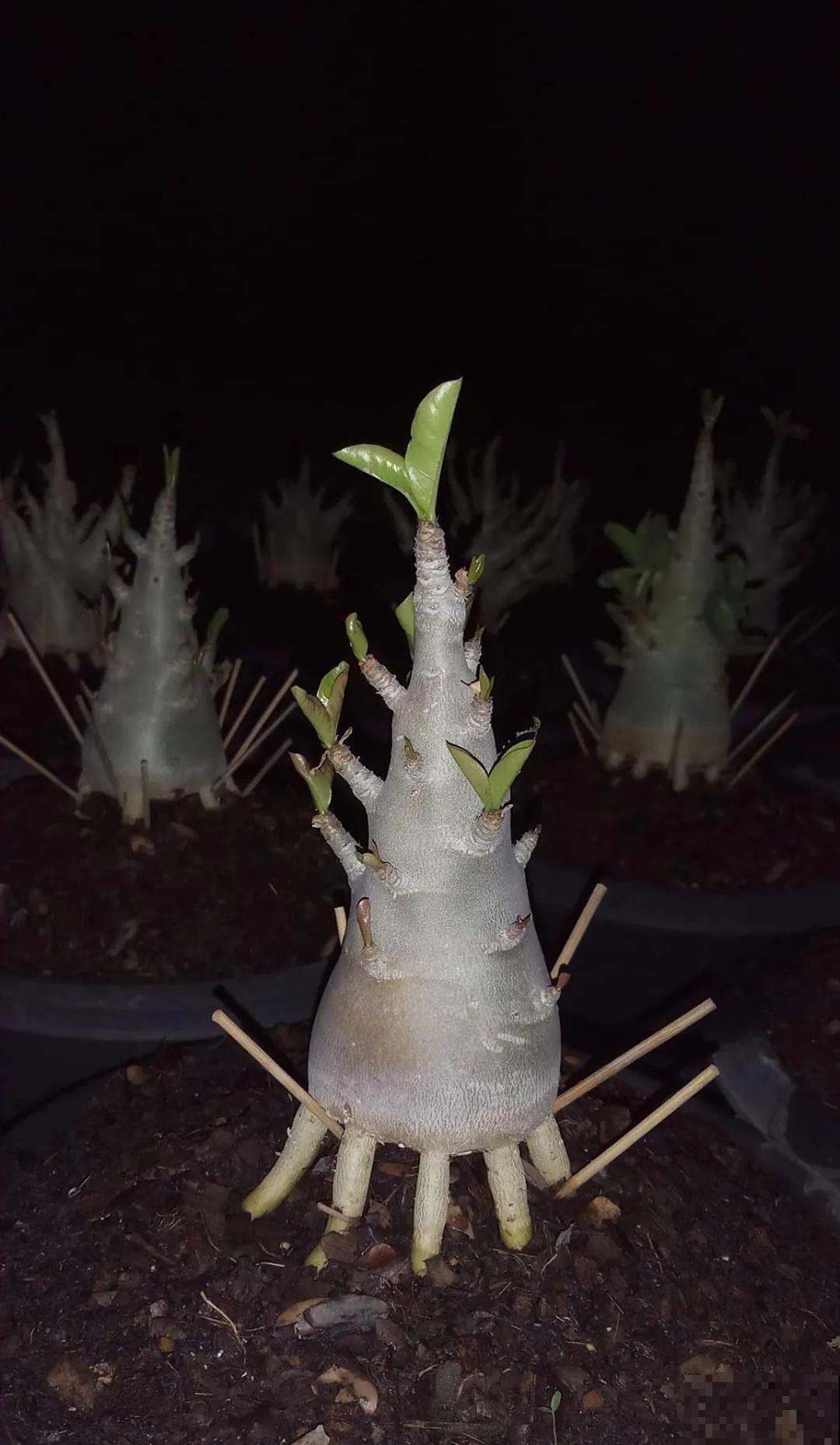 吊兰就用小盆养，根系拽一拽，立马变老桩！