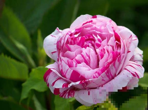 13种月季花，丰花勤花、花期超长，你能认出几种？