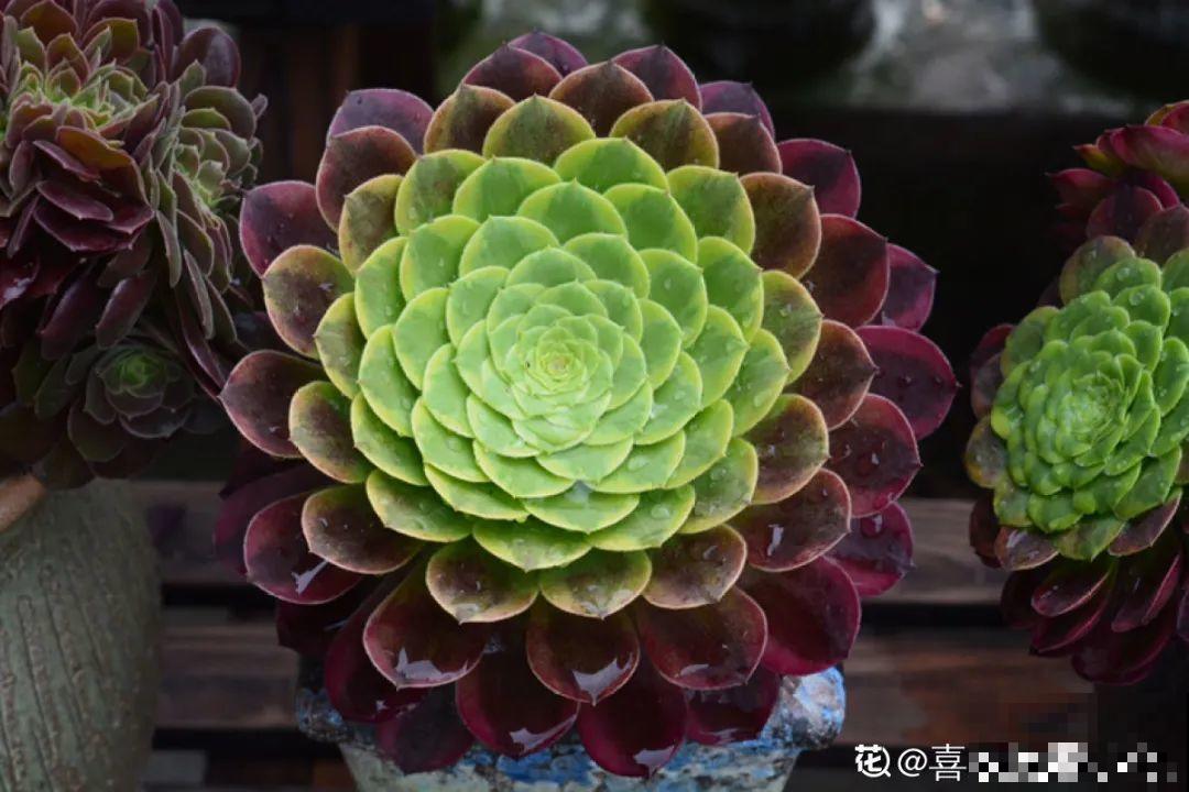 花一变这样，就是休眠了，赶紧换个地方养！