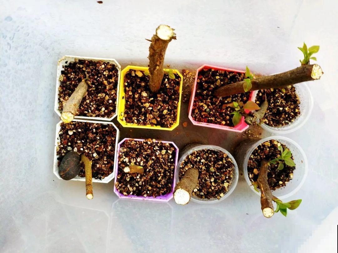 3种花，下雨天扦插，生根快、不黑杆！