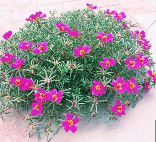 真正的花坚强,墙缝、地缝都能长,开花特别旺! 真正的花坚强,墙缝、地缝都能长,开花特别旺!