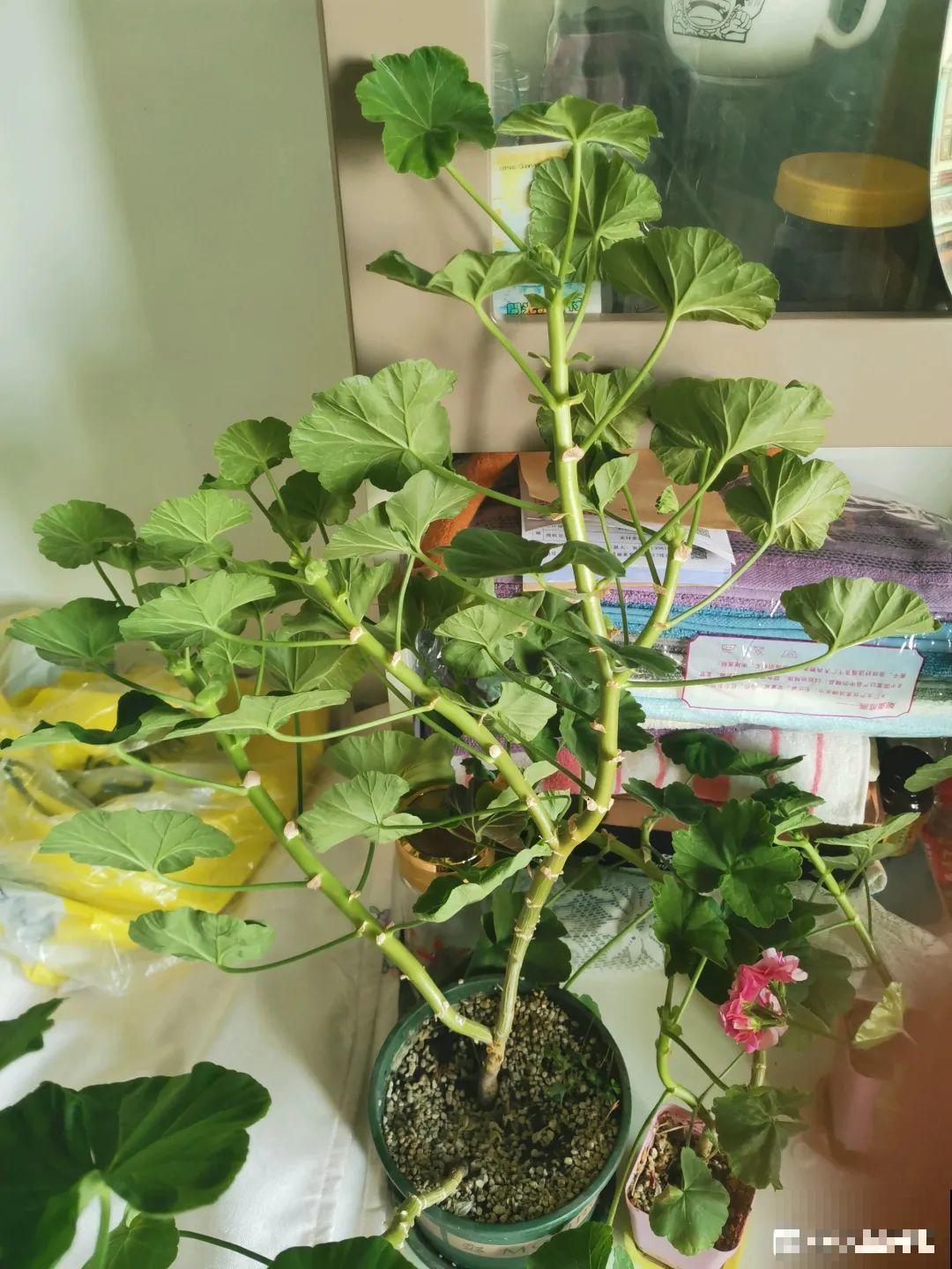 11种花夏天少浇水，否则3天就死了！