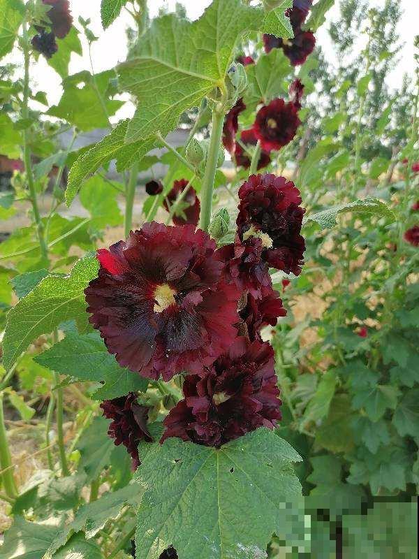 10种庭院花卉,种1次能活好多年,太超值了 10种庭院花卉,种1次能活好多年,太超值了