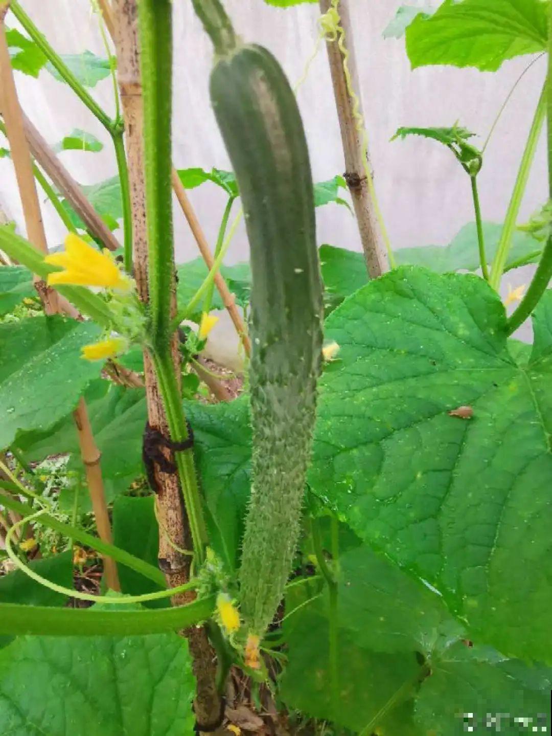 佛手瓜寓意好,家里养一棵,果子挂满枝头 佛手瓜寓意好,家里养一棵,果子挂满枝头