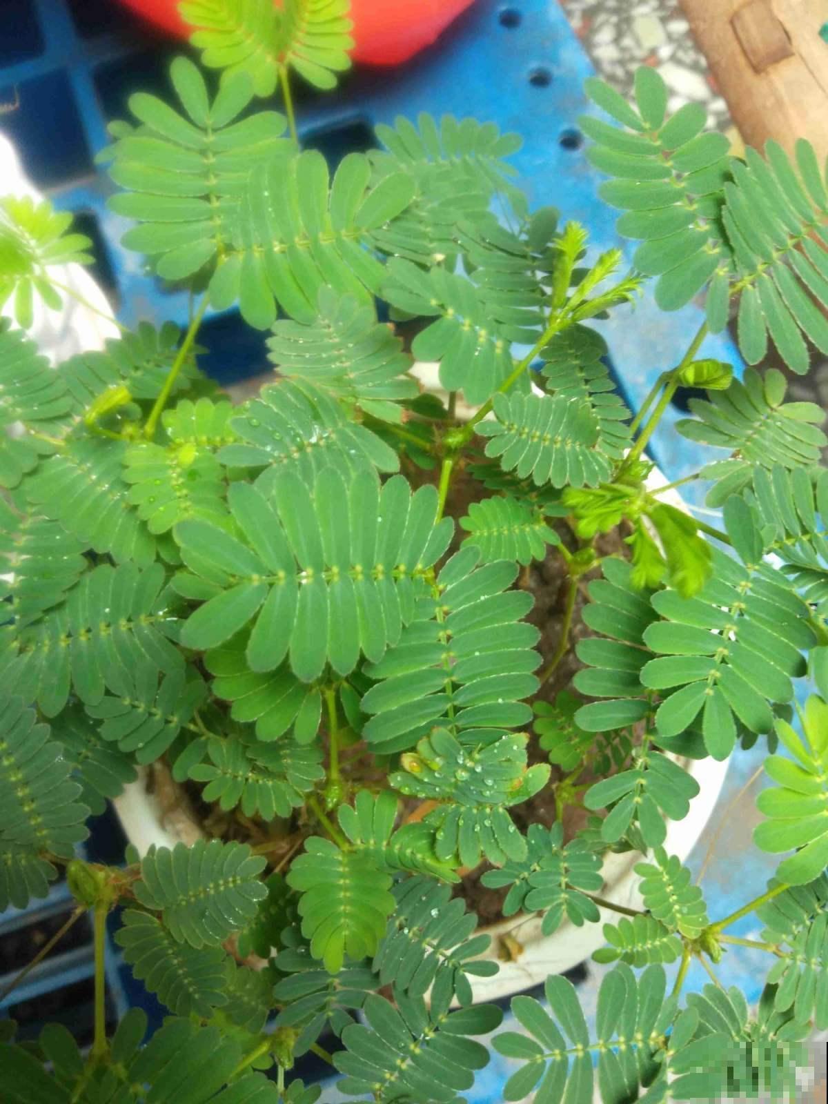 家里的含羞草真好玩，可是偶尔却没反应，原来如此！