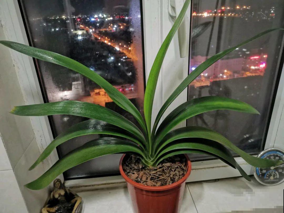 20种花,夏天要休眠,一浇水就死! 20种花,夏天要休眠,一浇水就死!