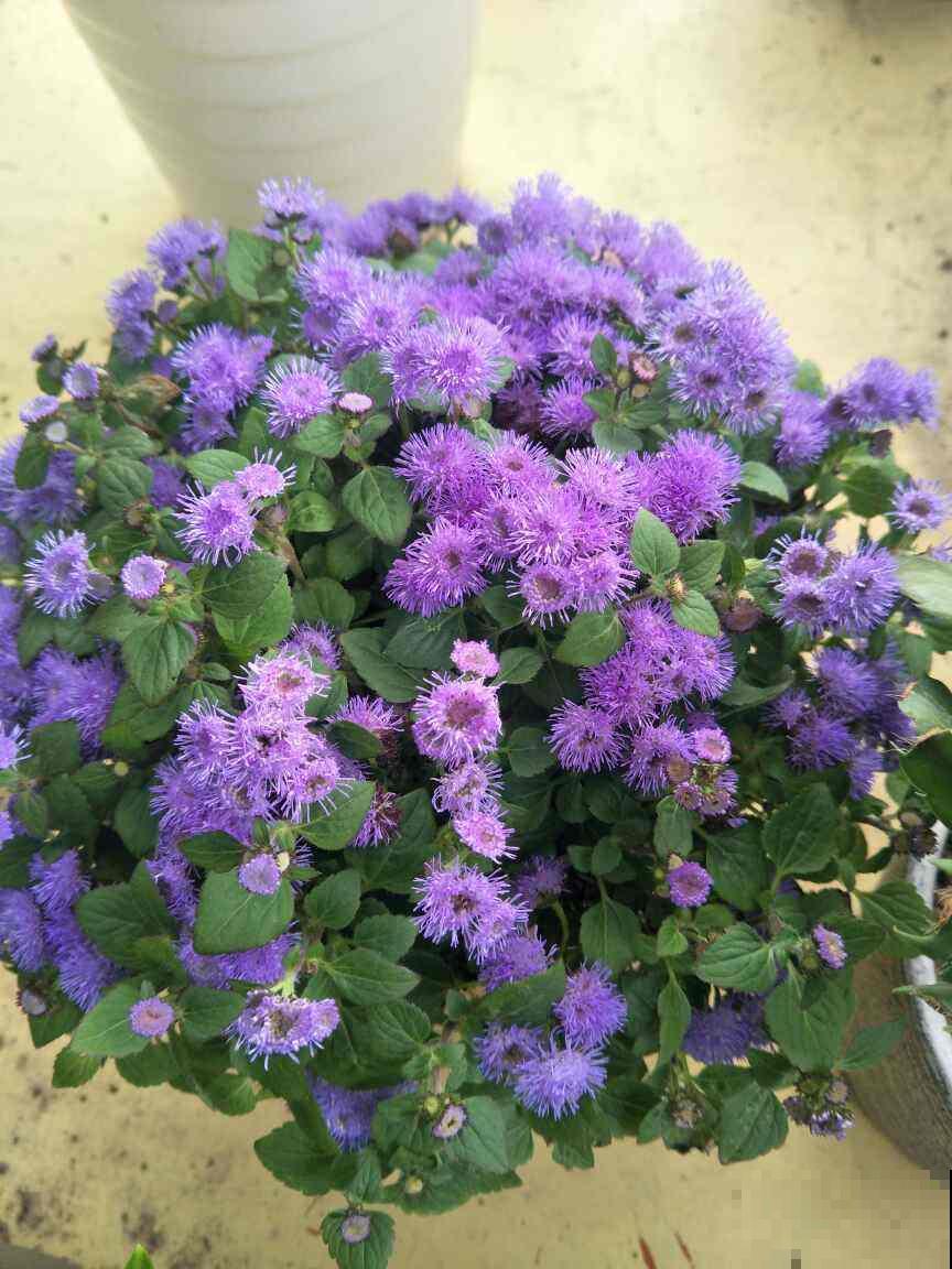花市买花,听到老板说这4句话,千万别信 花市买花,听到老板说这4句话,千万别信