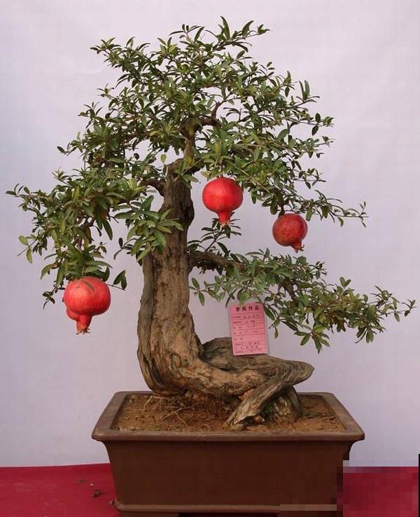 极品水果盆景,黄澄澄的果子挂满枝,太诱人了! 极品水果盆景,黄澄澄的果子挂满枝,太诱人了!