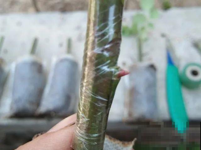 7月出梅，7月入伏，这些花赶紧收拾了！