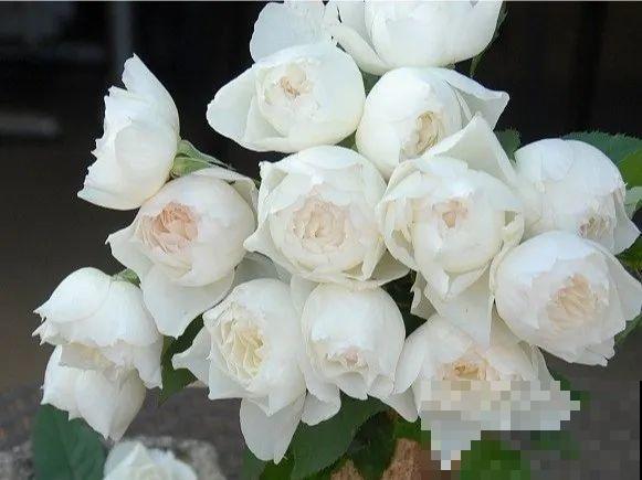 10种花，有气质、特清新，最适合房间里养！