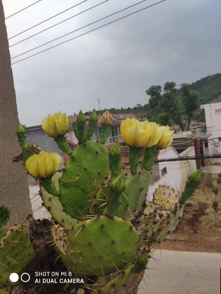 扎手的仙人掌,身上长满硬刺,这些刺有大作用 扎手的仙人掌,身上长满硬刺,这些刺有大作用