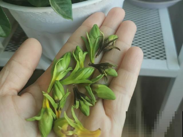 花出现黄叶打蔫，千万别扔，还能救回来！