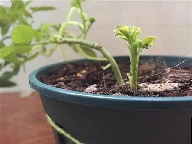 1根绳子扯一下，枝条冒出20个芽，一不小心拉断了！